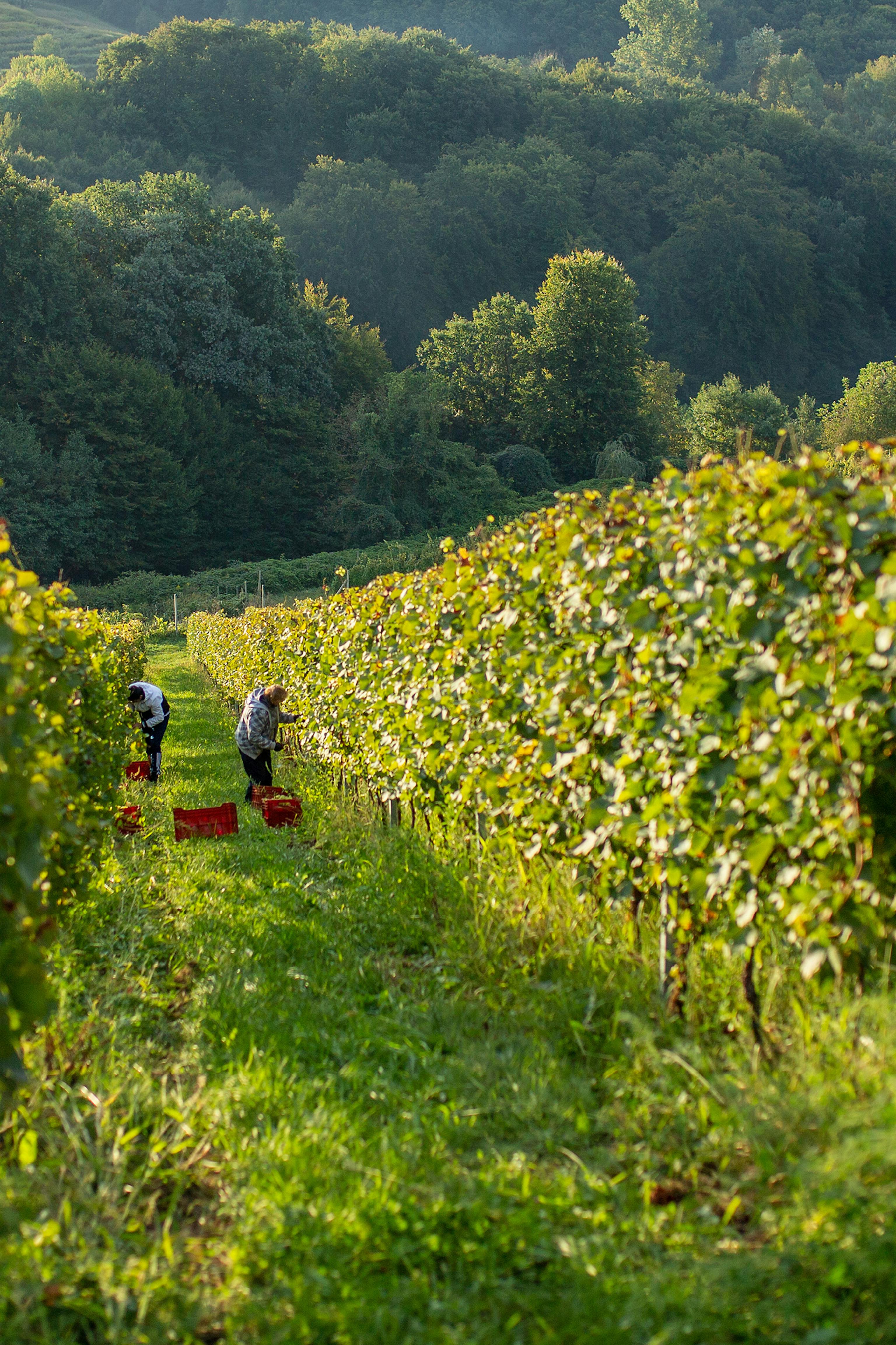 MARO Wine